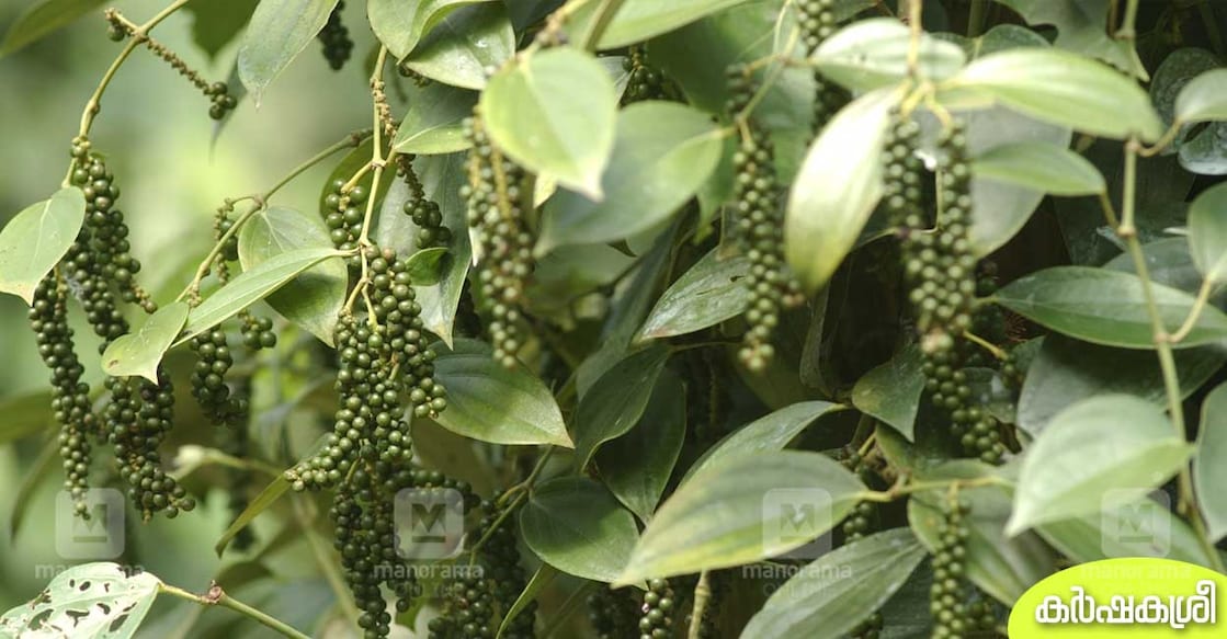 black-pepper-karshakasree black-pepper-karshakasree