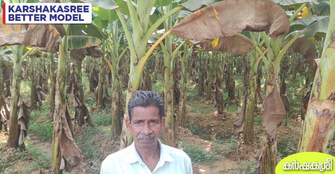 dwarf-banana ശ്രീധരൻ കൃഷിയിടത്തിൽ