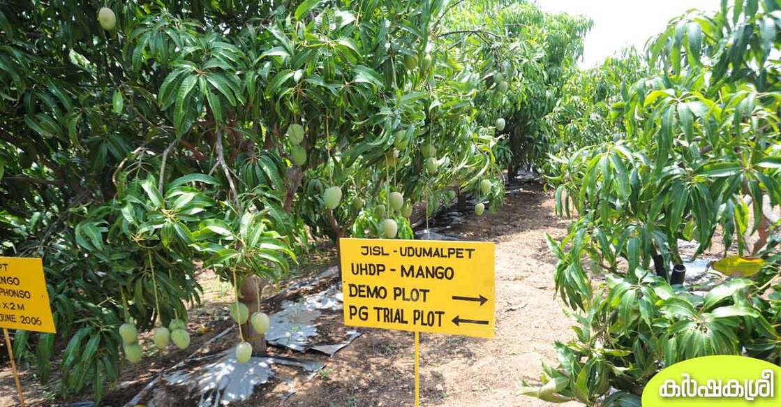 high-desnsity-mango അതിസാന്ദ്രതാ രീതിയിൽ മാവുകൃഷി