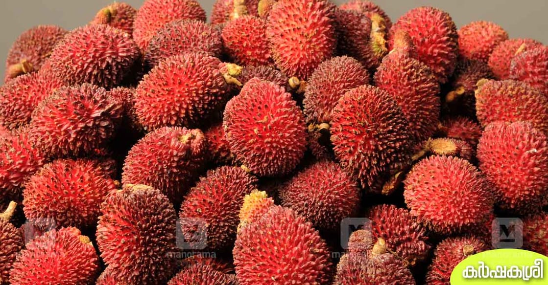 pulasan-fruit-karshakasree pulasan-fruit-karshakasree