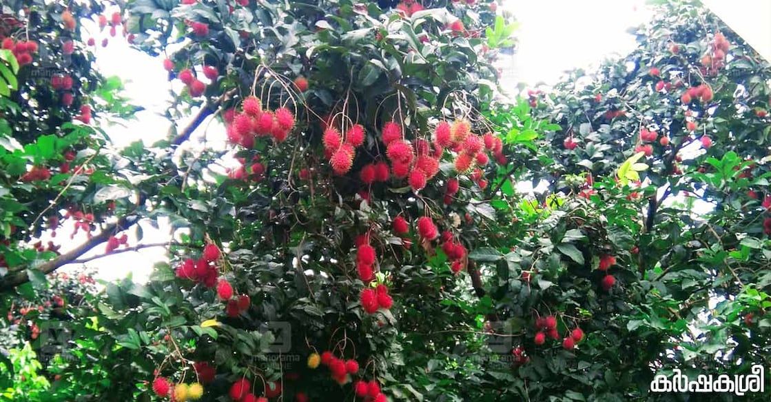 rambutan-3 rambutan-3