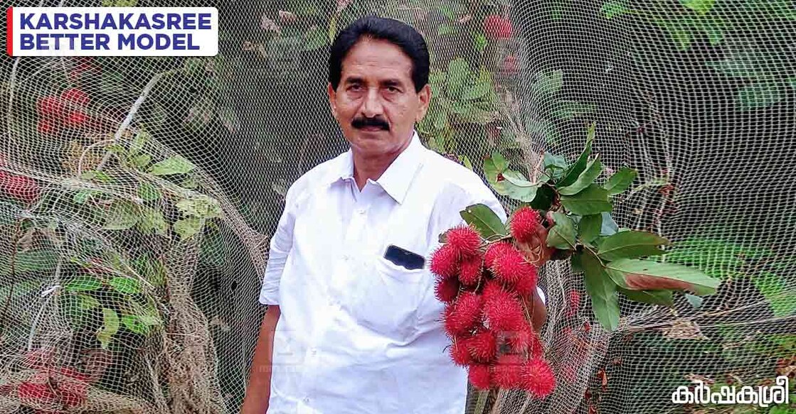 rambutan-farmer rambutan-farmer