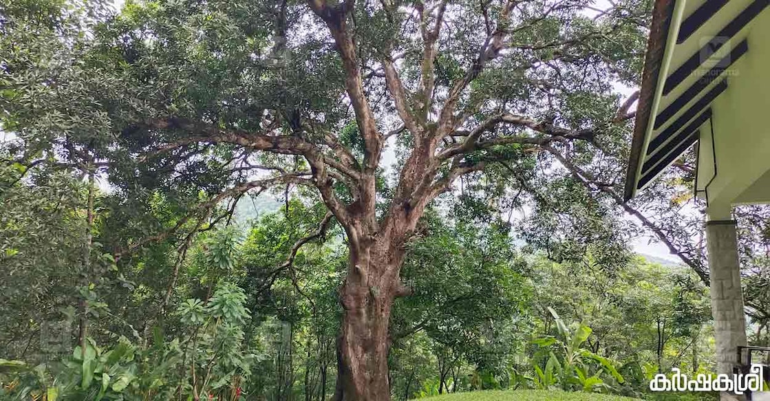 mango-tree mango-tree