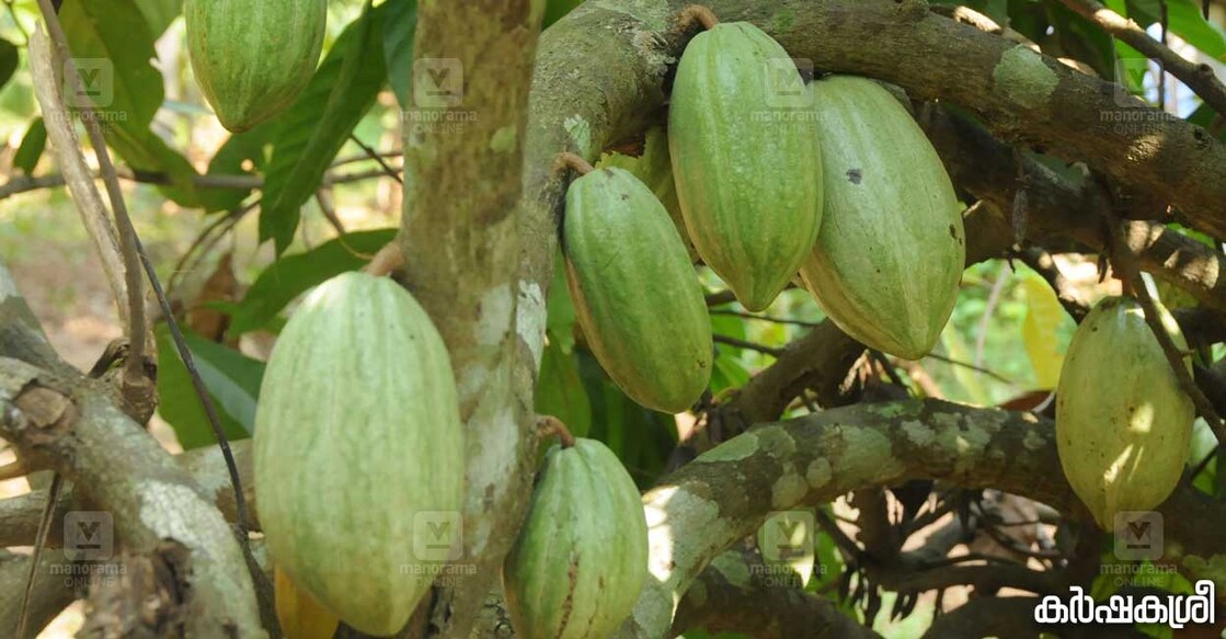 cocoa cocoa