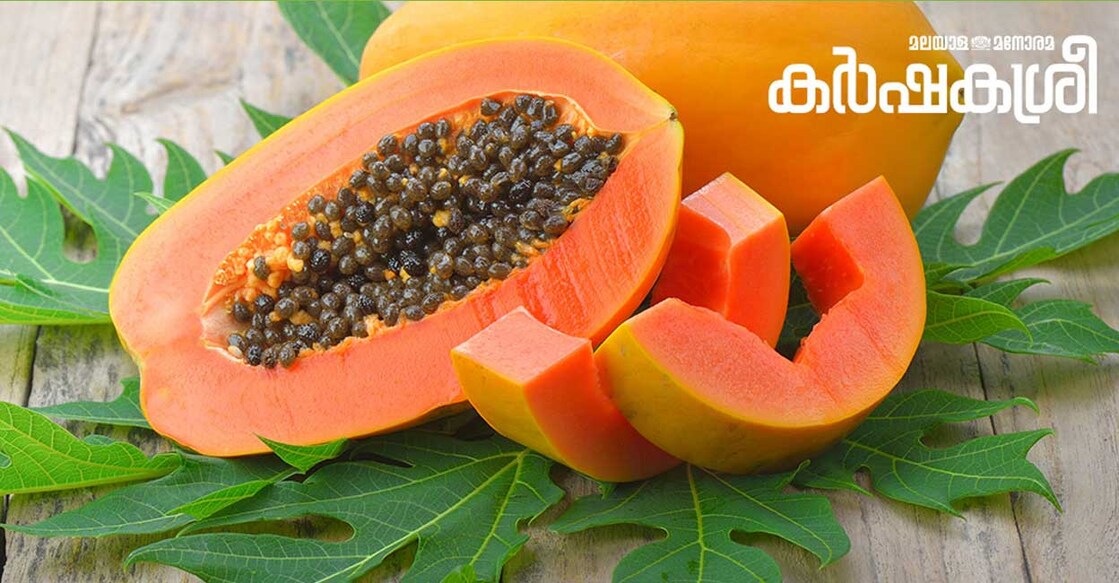 papaya Papaya. Image credit: DeeNida/iStockPhoto