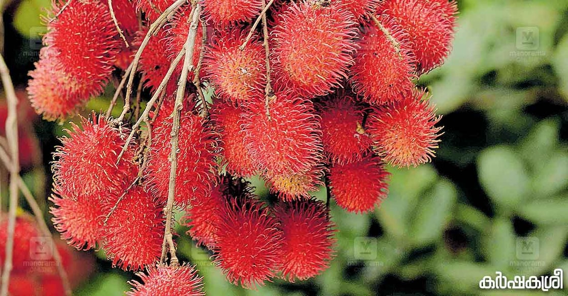 rambutan-1 rambutan-1