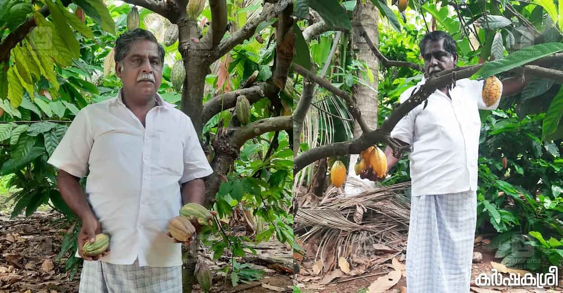 cocoa സച്ചിദാനന്ദ. ഫോട്ടോ∙ കർഷകശ്രീ