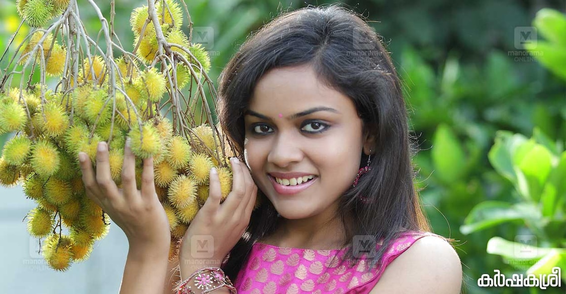 rambutan-3 റംബുട്ടാൻ. ഫോട്ടോ∙ കർഷകശ്രീ