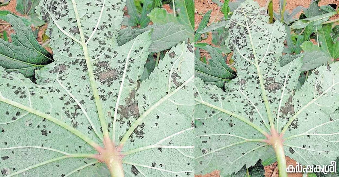 okra-leaf okra-leaf