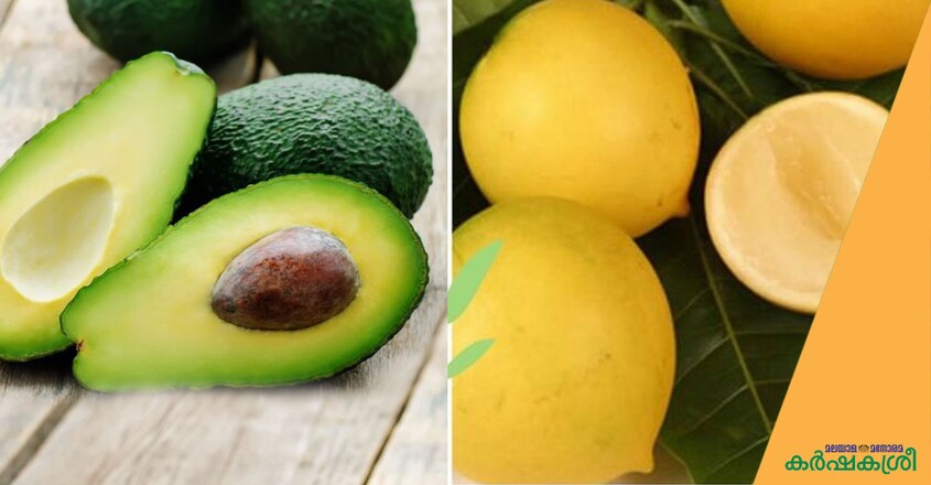 avocado-abiu avocado-abiu