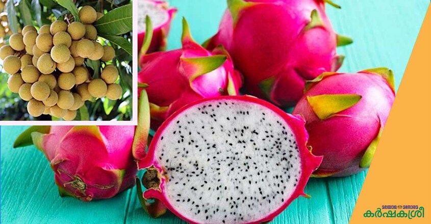 dagonfruit-longan dagonfruit-longan