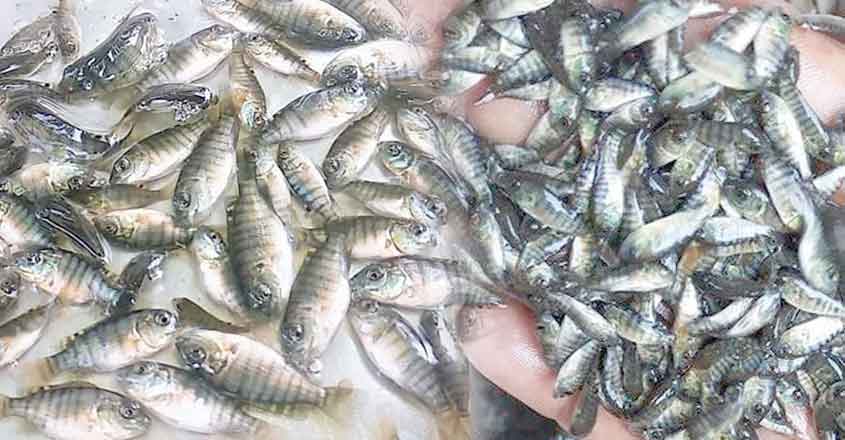 fish fish