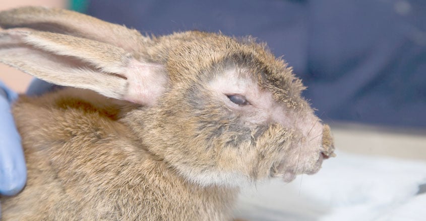 rabbit-1 rabbit-1