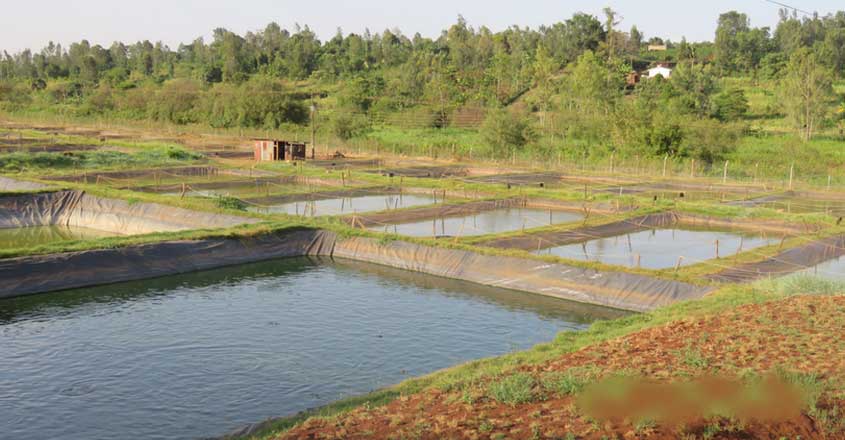 fish-pond-1 fish-pond-1