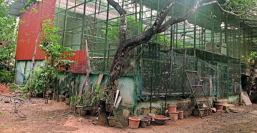 aviary aviary