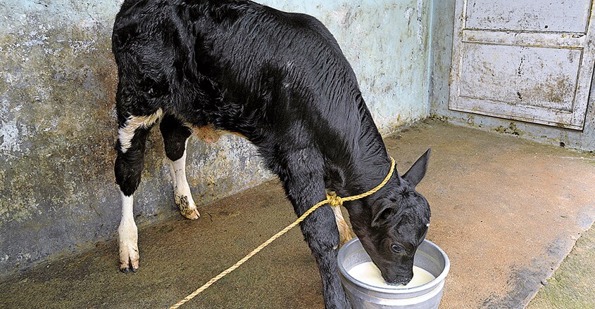 directions-to-avoid-dehydration-for-cattle directions-to-avoid-dehydration-for-cattle