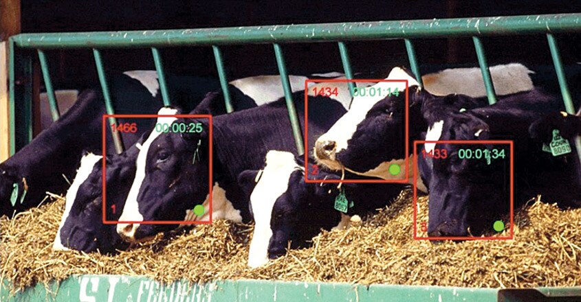 cow1 cow1
