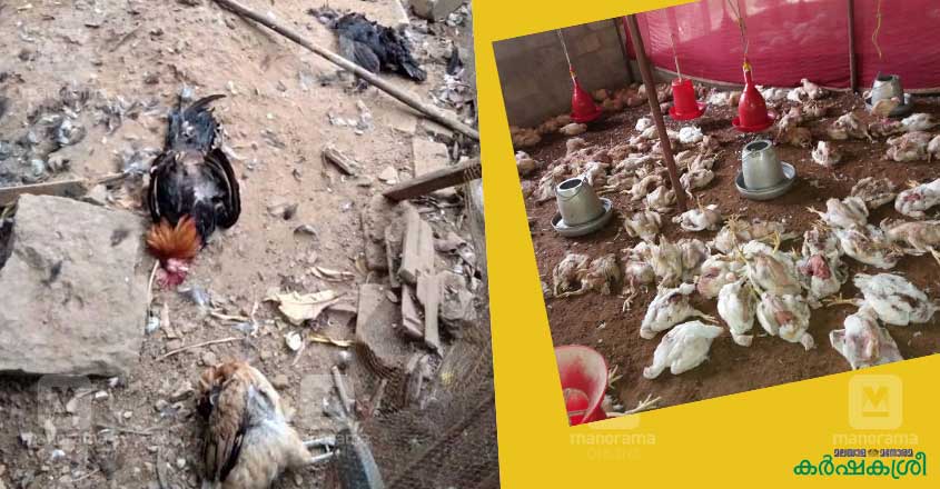 കോഴികൾക്കു വേണം അടച്ചുറപ്പുള്ള കൂട്–കർഷകന്റെ അനുഭവം കേൾക്കൂ | How ...