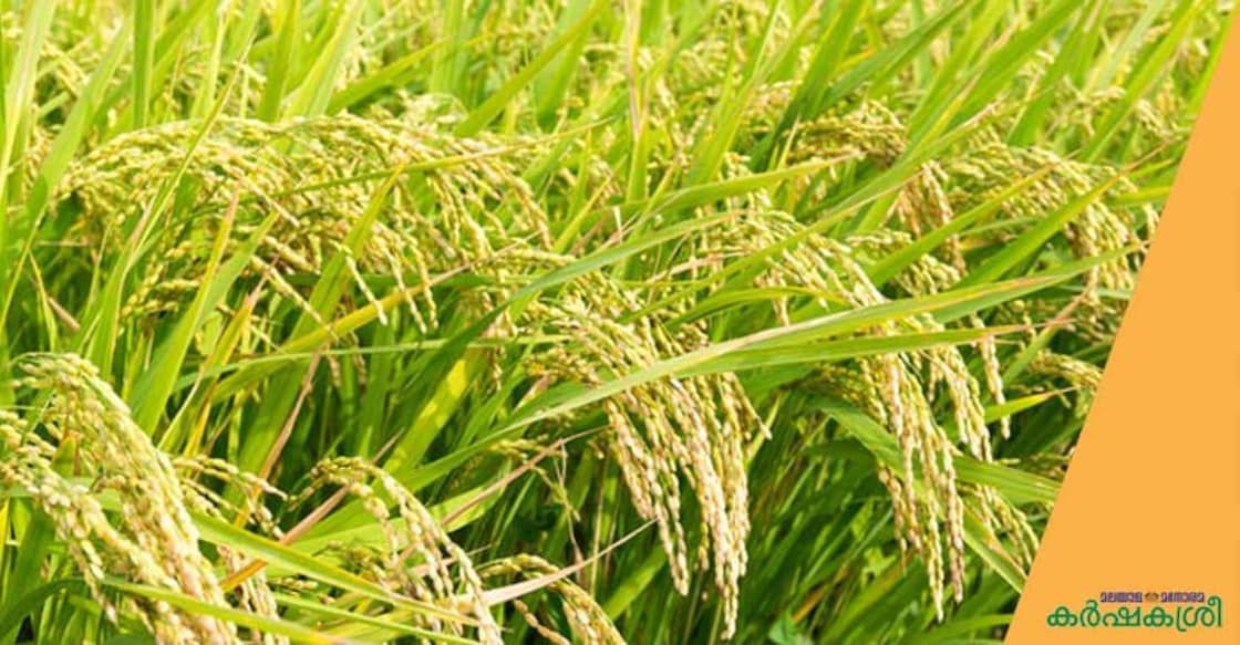 paddy paddy