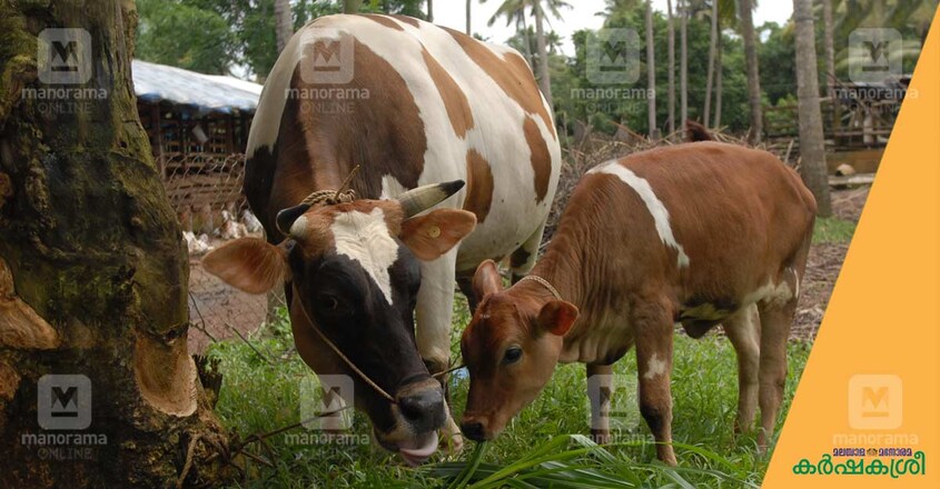cow-1 cow-1