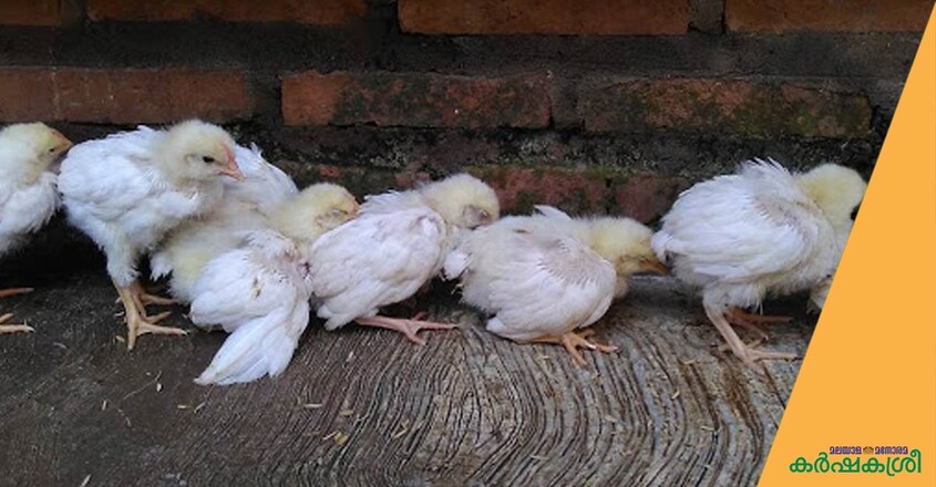 gumboro-chicken-1 gumboro-chicken-1