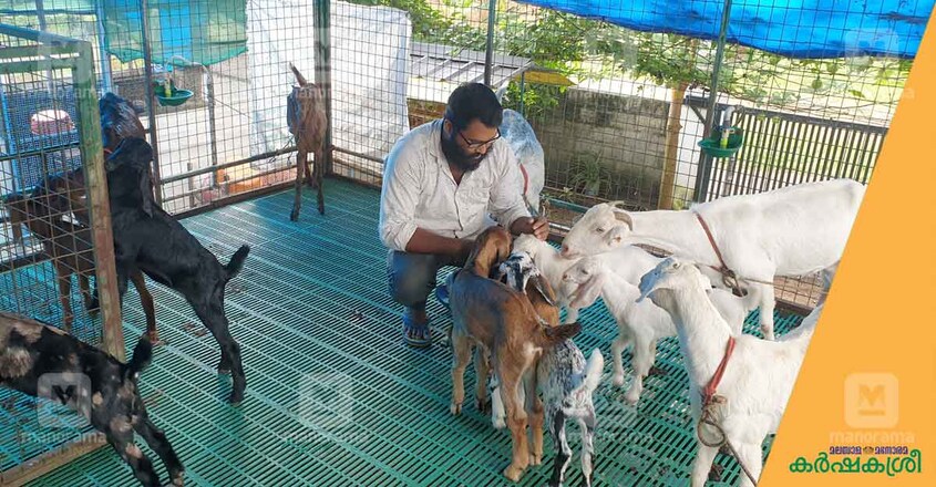 goat-farming-1 goat-farming-1