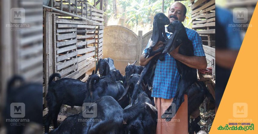 goat-manoj goat-manoj