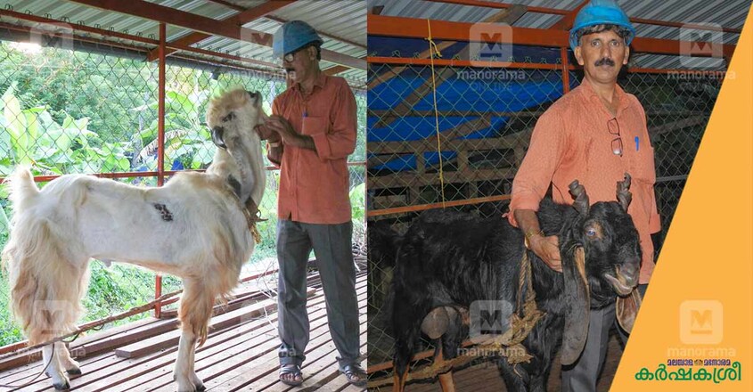goat-radhakrishnan goat-radhakrishnan