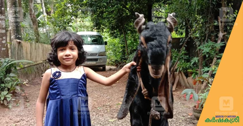 karoli-goat-1 karoli-goat-1