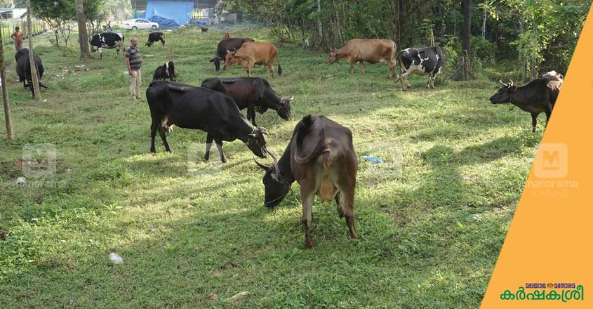 viju-dairy-farm-1 viju-dairy-farm-1