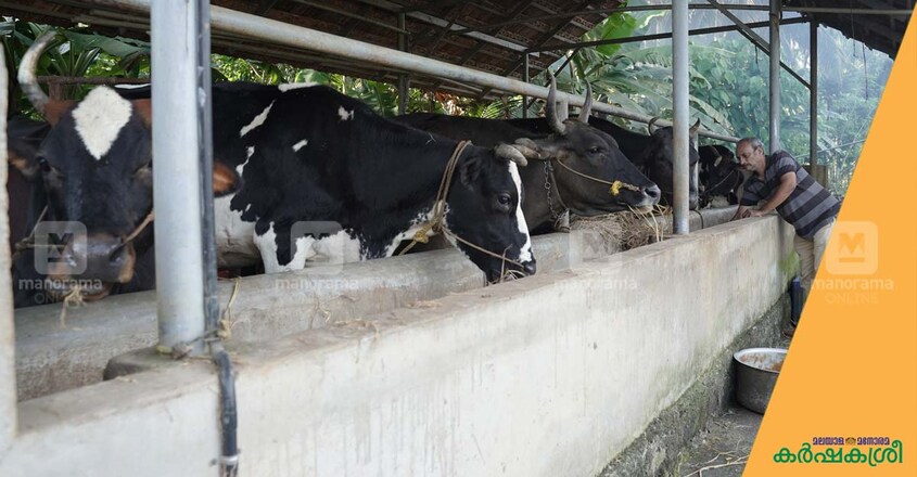 viju-dairy-farm-2 viju-dairy-farm-2