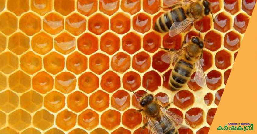 honey-bee honey-bee