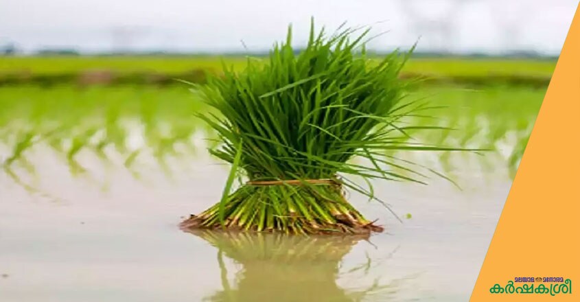 paddy paddy