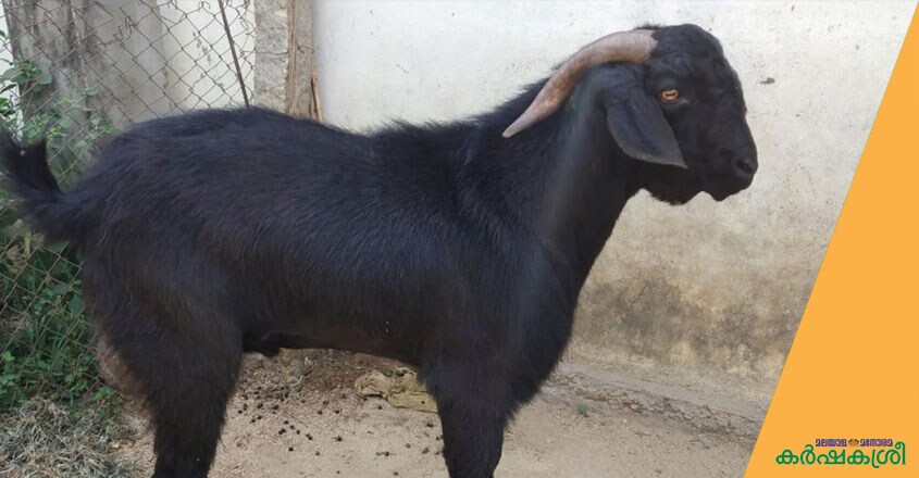 false osmanabadi