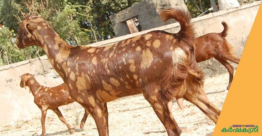 false sirohi