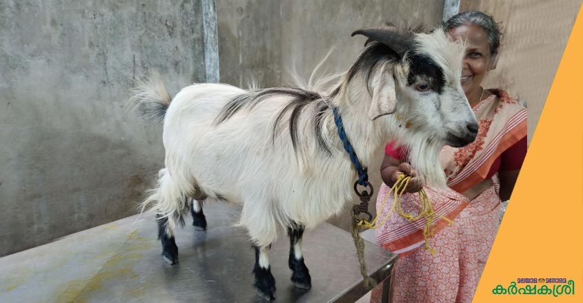 goat-1 goat-1