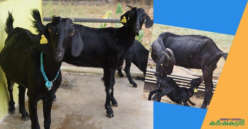 goat-2 goat-2