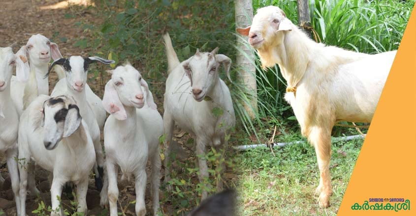 goat-4 goat-4