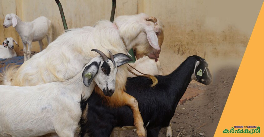 goat-1 goat-1