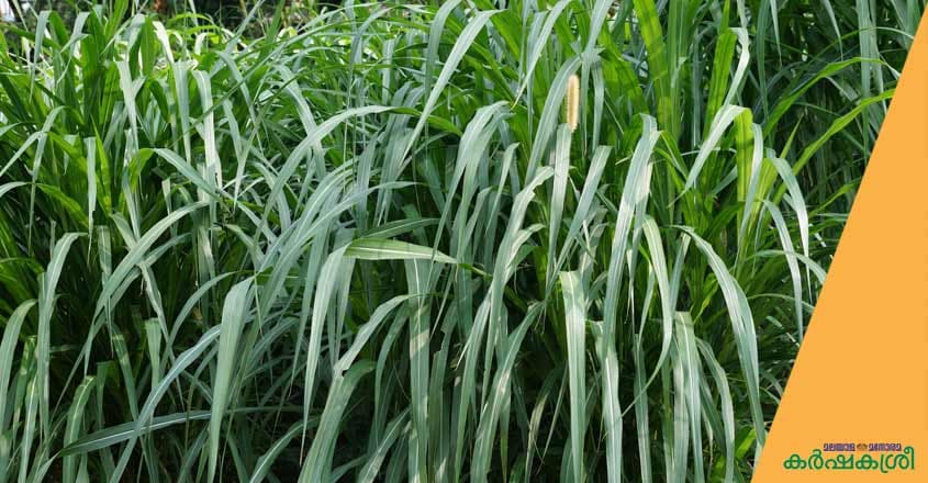 grass grass