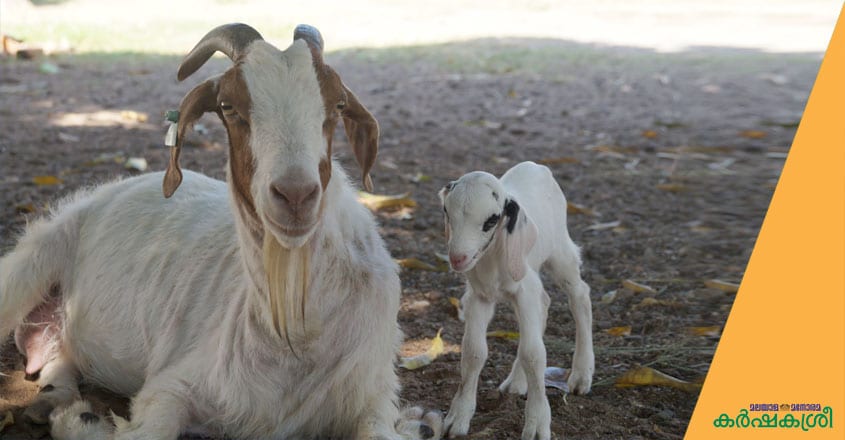 goat-22 goat-22