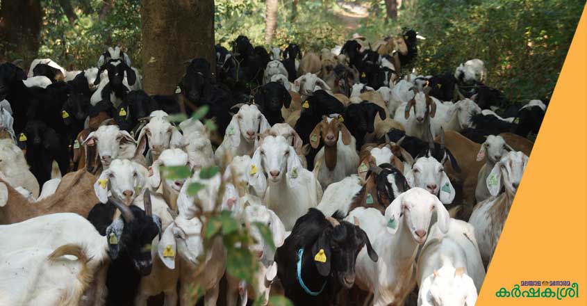 ആട് സംരംഭം വിജയിക്കാൻ അറിയണം ഈ ശാസ്ത്രീയ പരിപാലനക്രമങ്ങൾ | How to ...