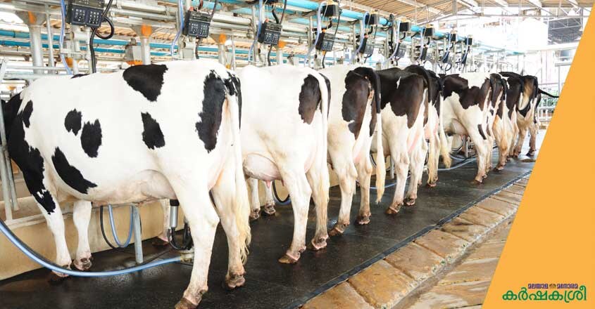 cow-2 cow-2