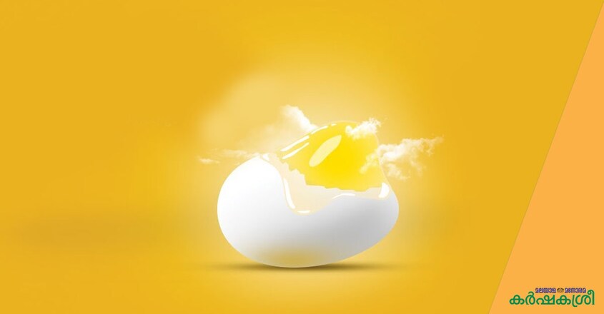 egg egg