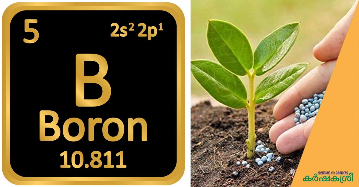 അധികമായാൽ അമൃതും വിഷം; കൃഷിയിടത്തിൽ ബോറോൺ എന്തിന്? എന്തുകൊണ്ട്? Using