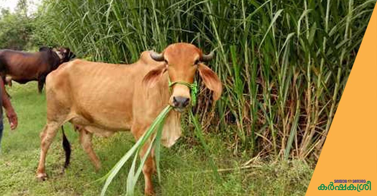 ഒരു പശുവിനെ പോറ്റാൻ എത്ര സ്ഥലത്തു തീറ്റപ്പുൽകൃഷി ചെയ്യണം? Uses of