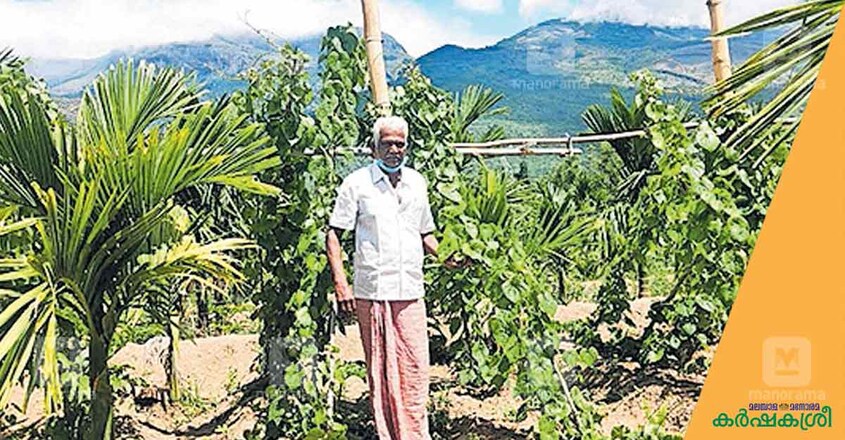 marayur-vegetable marayur-vegetable