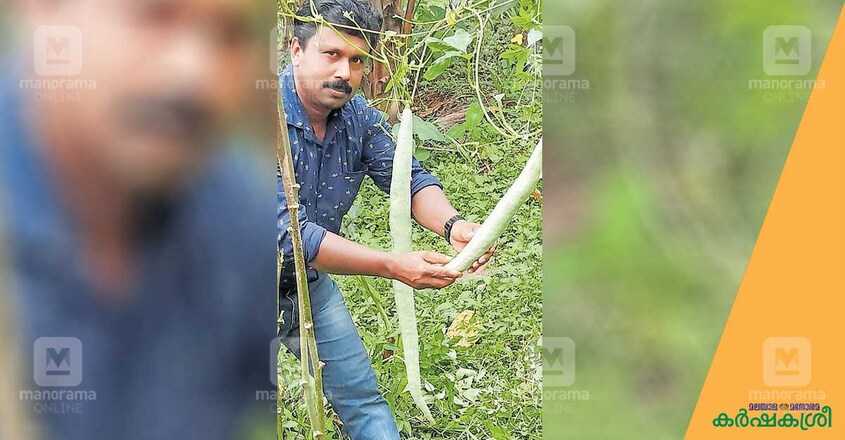 veg veg