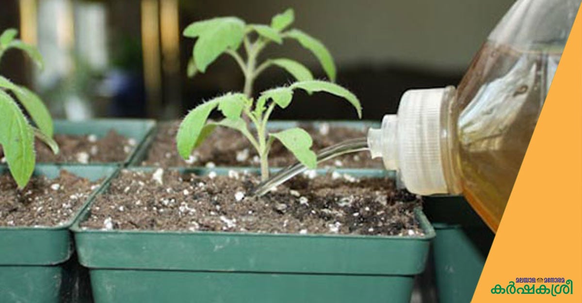 Как правильно подкормить рассаду помидор янтарной кислотой