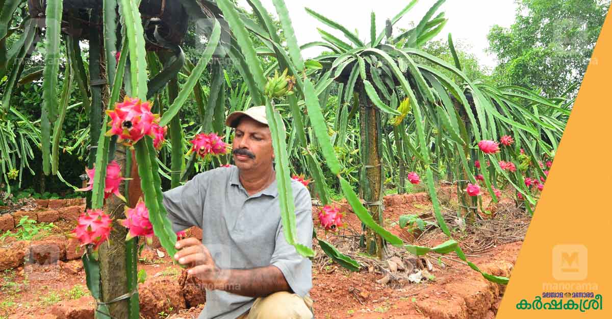 പ്രവാസജീവിതം അവസാനിപ്പിച്ച ഉമ്മൻകുട്ടിക്ക് ഡ്രാഗൺഫ്രൂട്ട് നൽകുന്നത്